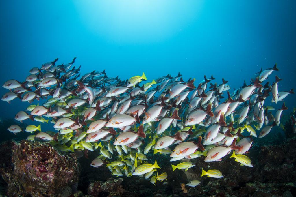 Boutique Beach All Inclusive Diving Hotel Dhigurah  Exteriör bild